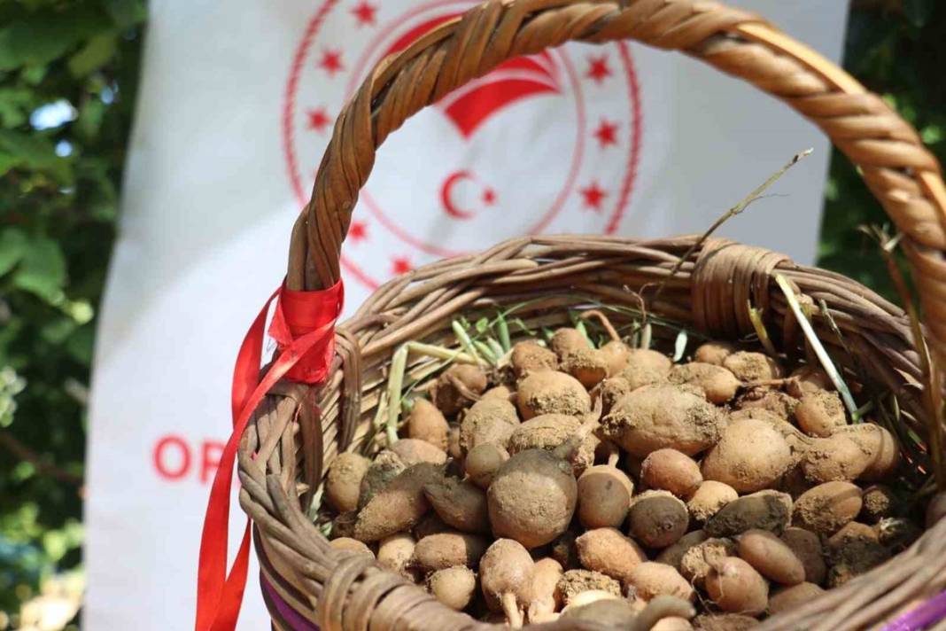 Dönümünden 1 ton ürün alınıyor, kilosu 2 bin TL, üstelik devlet destekli! Hasat başladı, paraya para demiyorlar 6